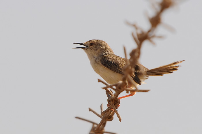 Gestreepte Prinia 2.jpg